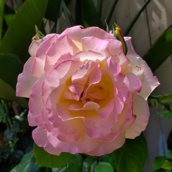 Meet your Posher, Ally - Picture 1 of 1